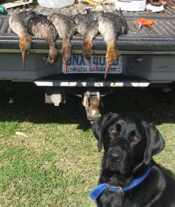 ducks and hunting dog